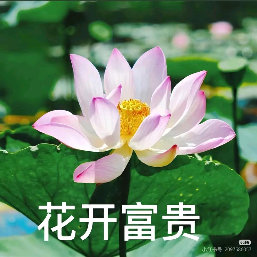 辛夷