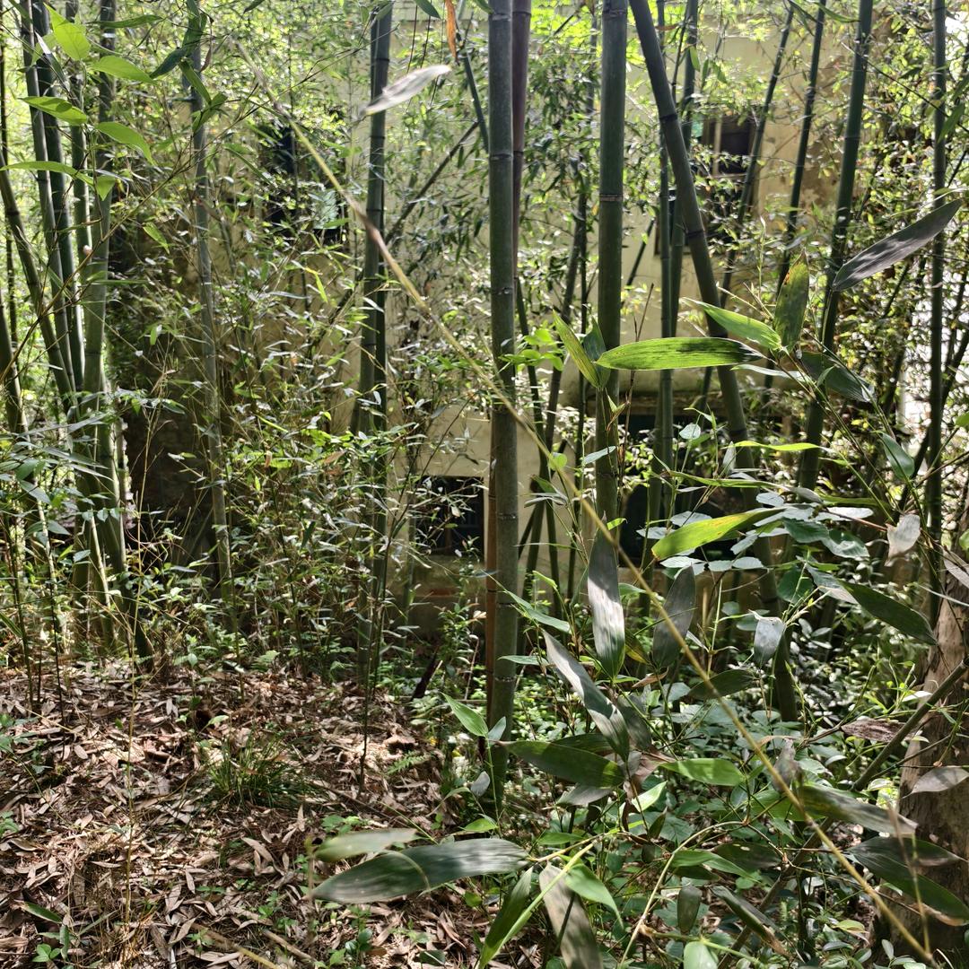 青蛙王子a2