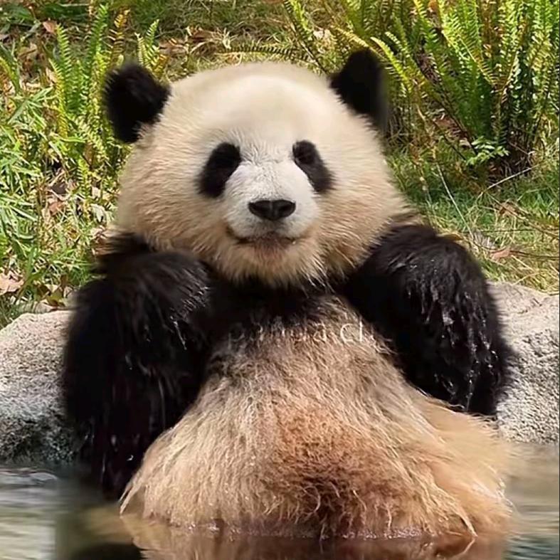偷嘴小喵