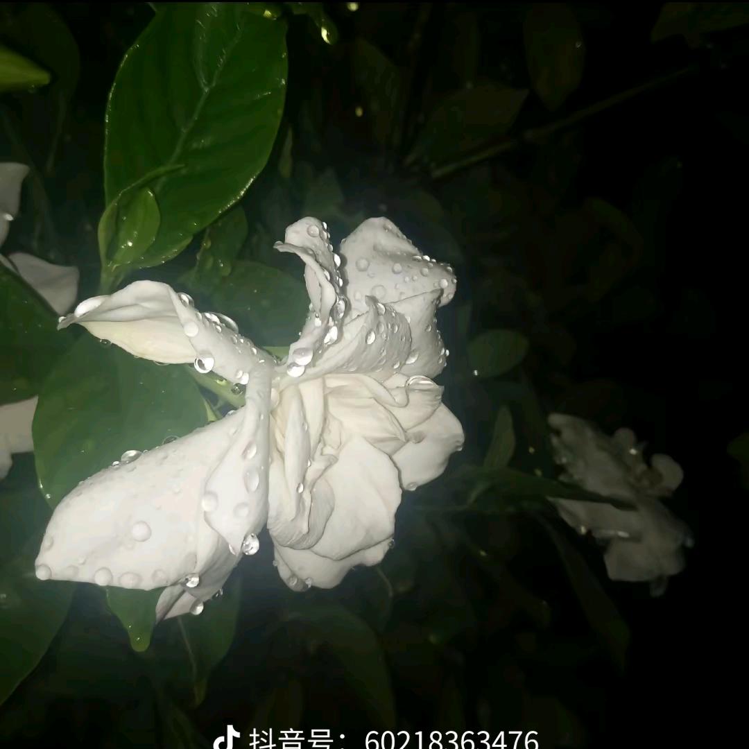程霁