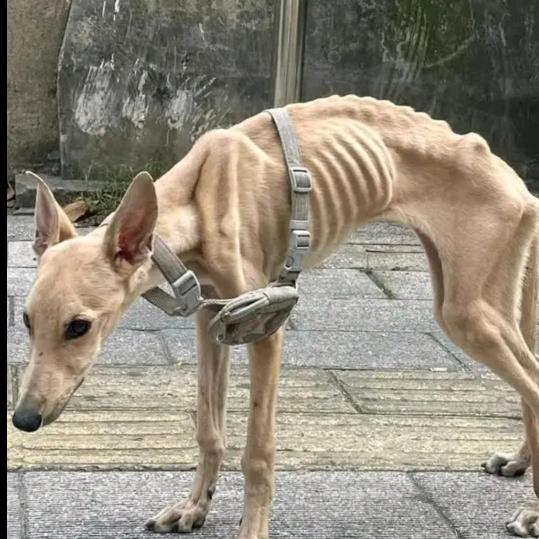 眼睛七不饱