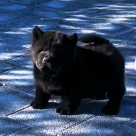 南通松狮爱好者