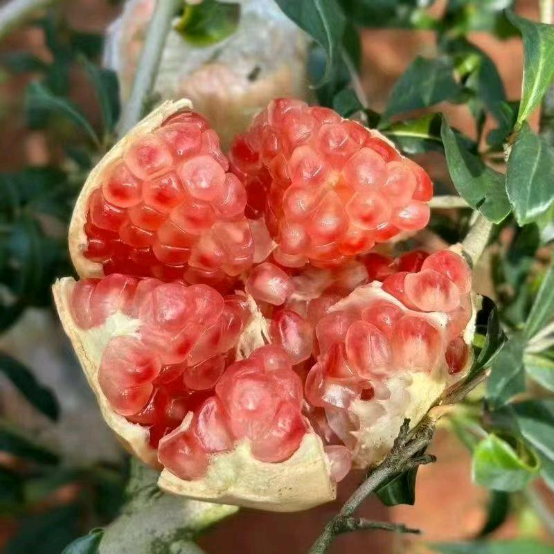 云南红河水果土特产