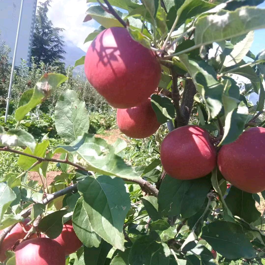 四季豆，扯豇豆，抖音带货招团队