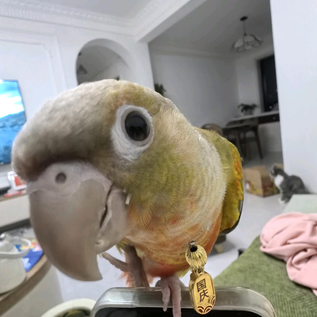 国庆是只小太阳