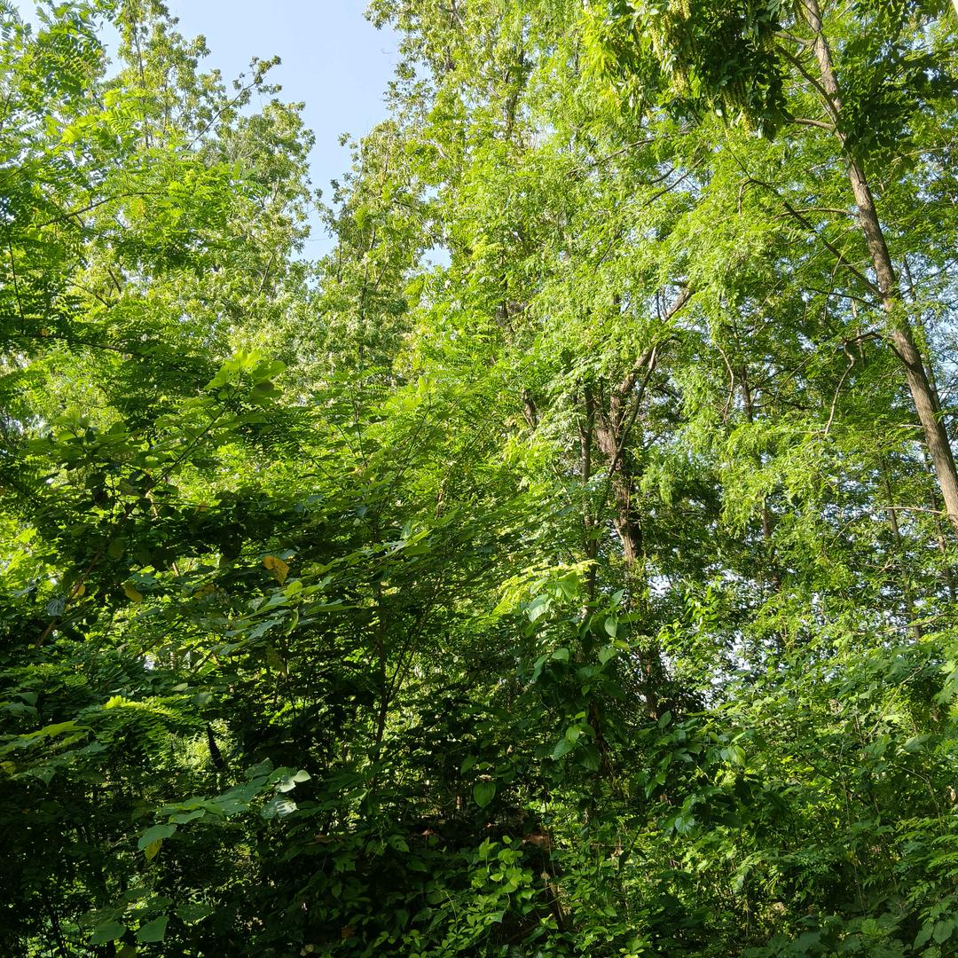 嗯是不懂版呢！