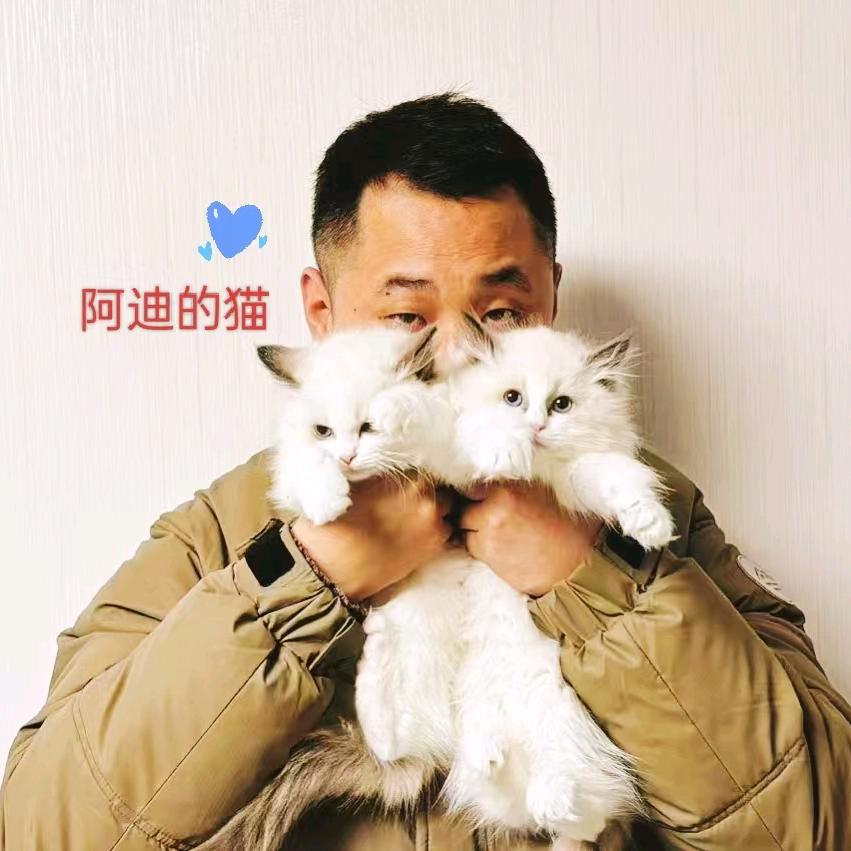 星宠园宠物（售小猫崽）