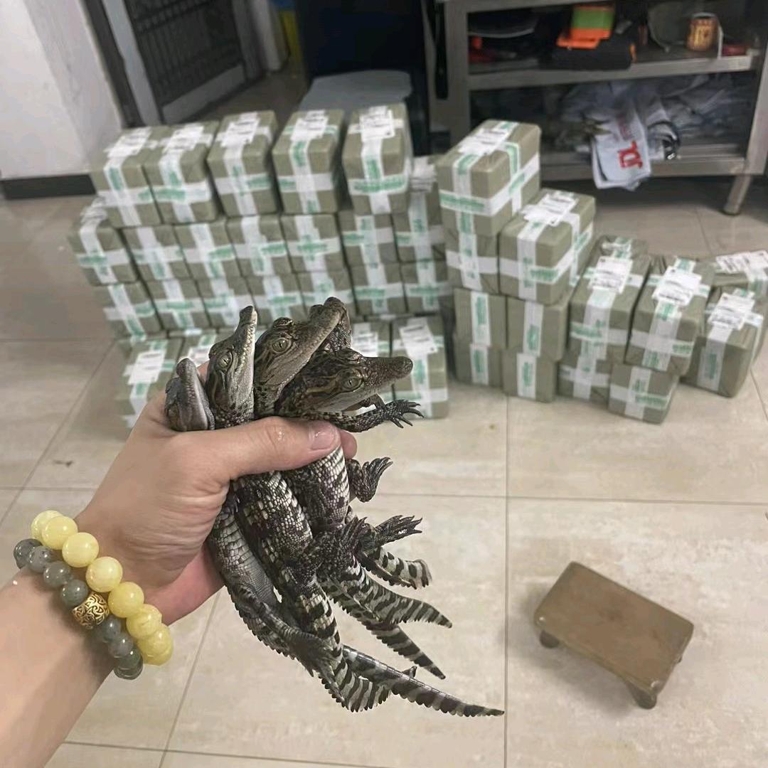 鳄     .     🐊