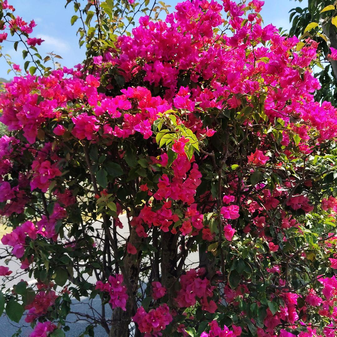 花的世界