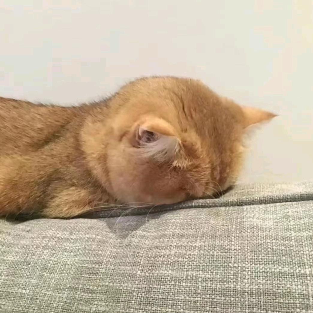 犯困嫌疑人