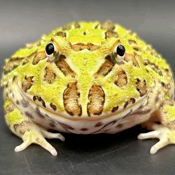 角蛙先生
