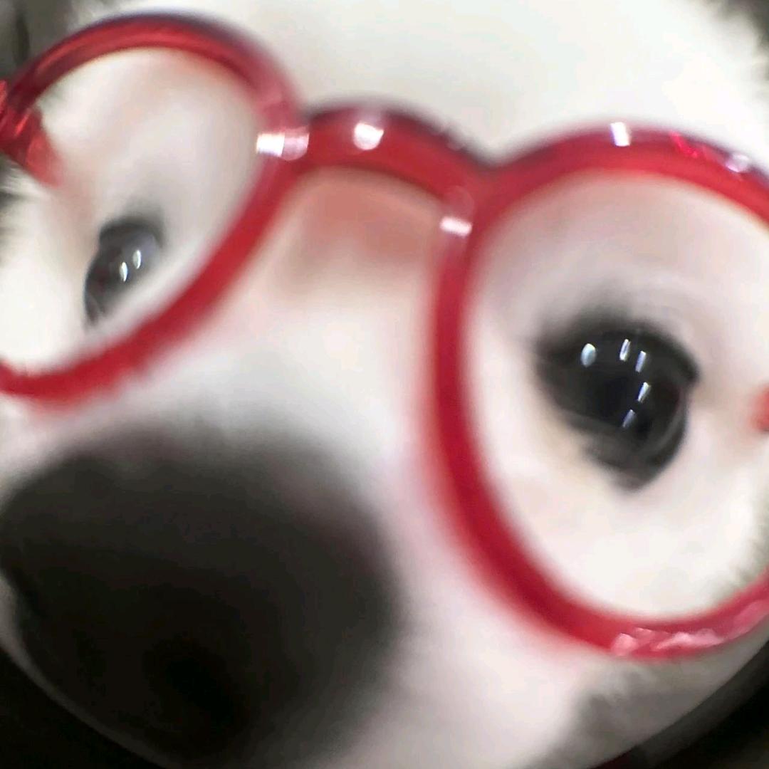 钢铁脆脆鲨