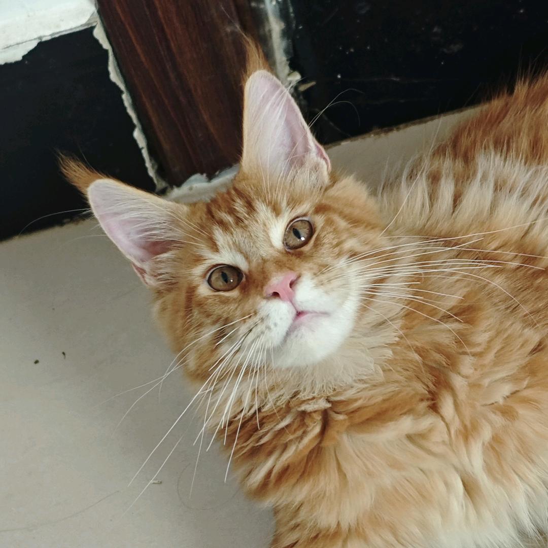 小翟的缅因猫舍