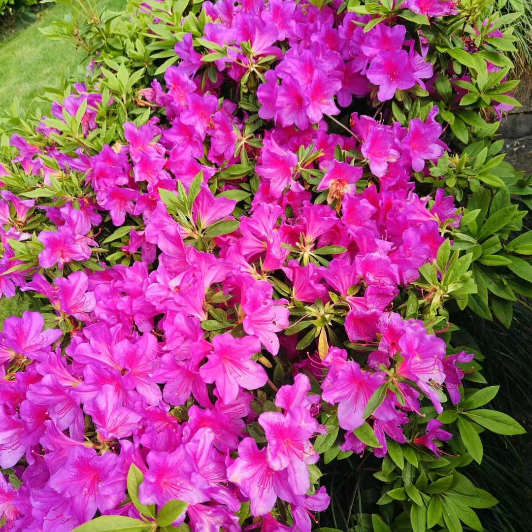 花花姐