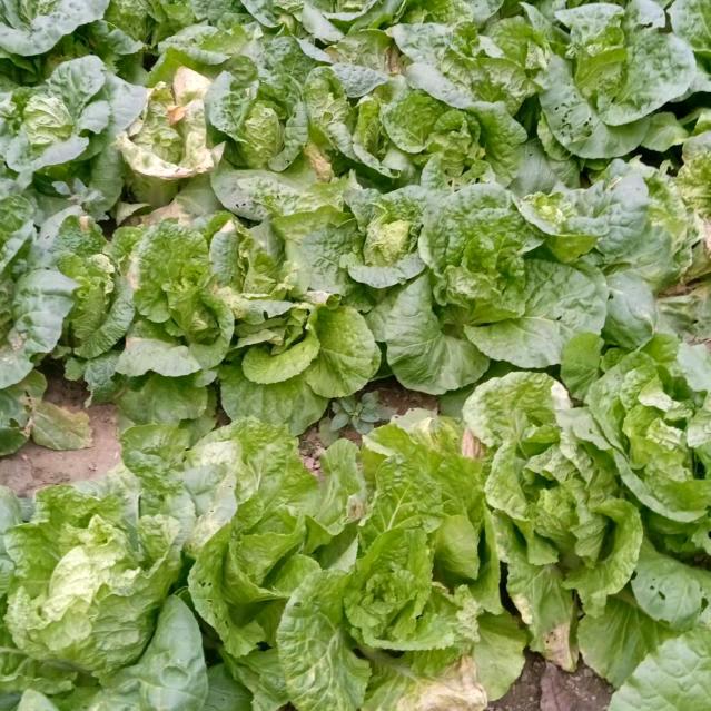 央姐牛健脑早6点