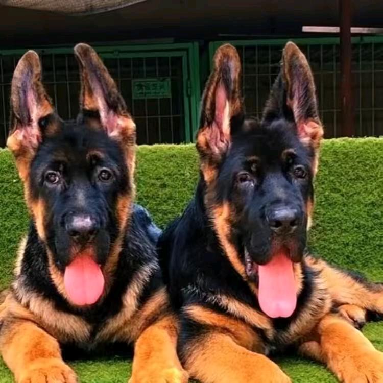 德牧马犬养殖基地