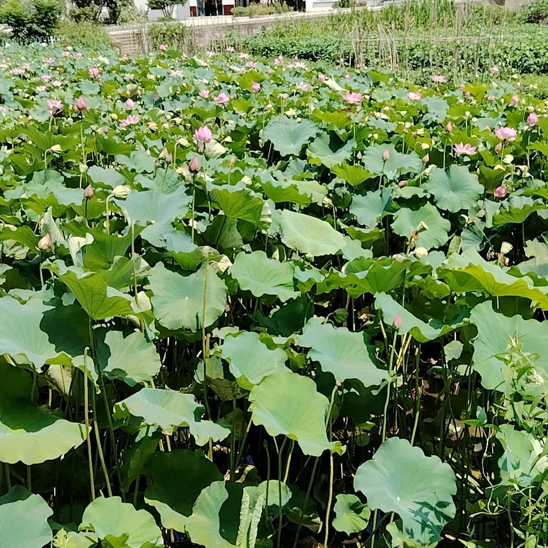 汪阿姨的农村生活