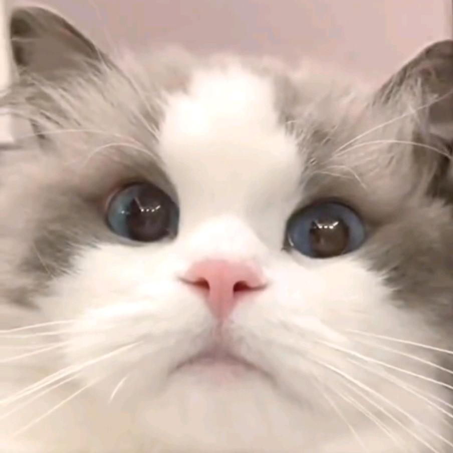ʚ呦呦ɞ