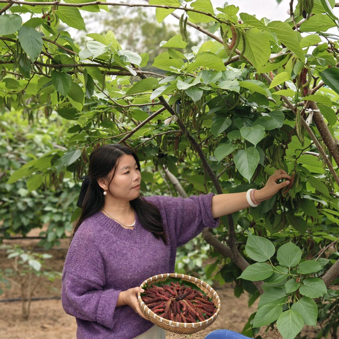农地鲜长条桑葚采摘园 清风许许