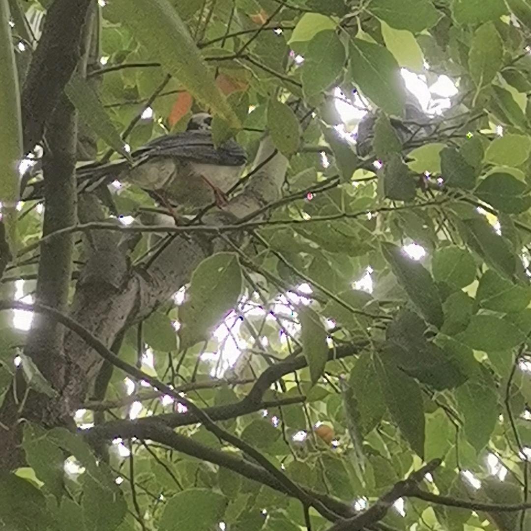 铜官区小雨小吃铜职店