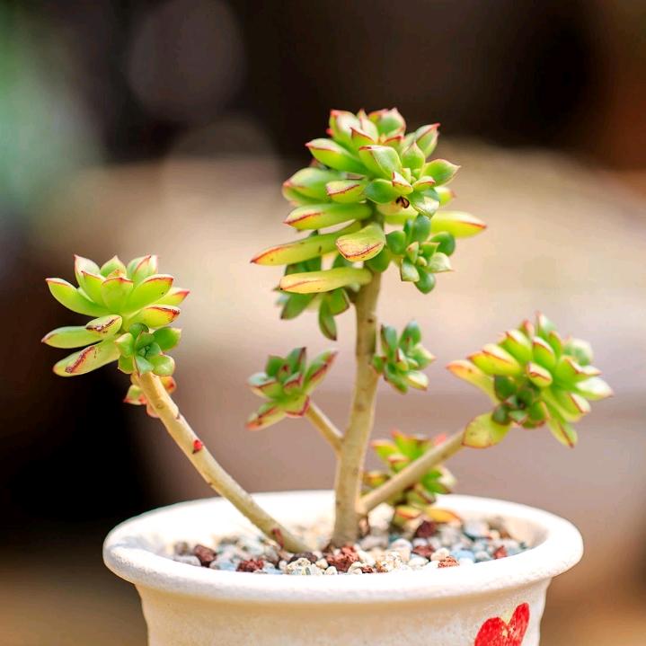 美好未来
