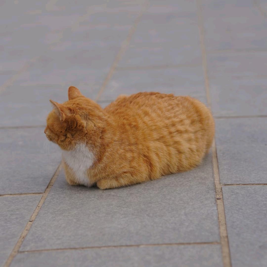 张🐟小丸子🍡