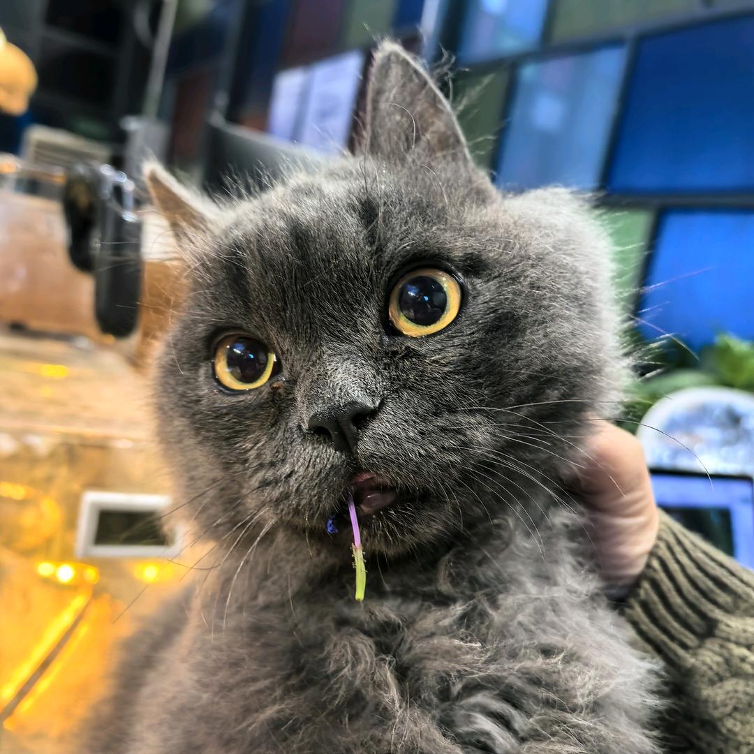 墩墩猪灰灰喵和66狗