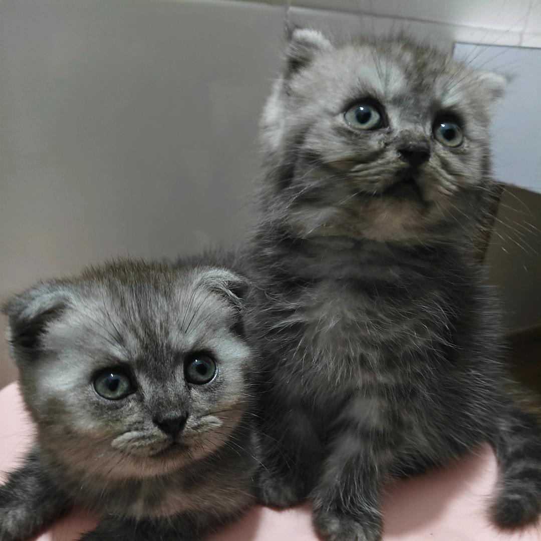 虎仔&虎妞😊的生活