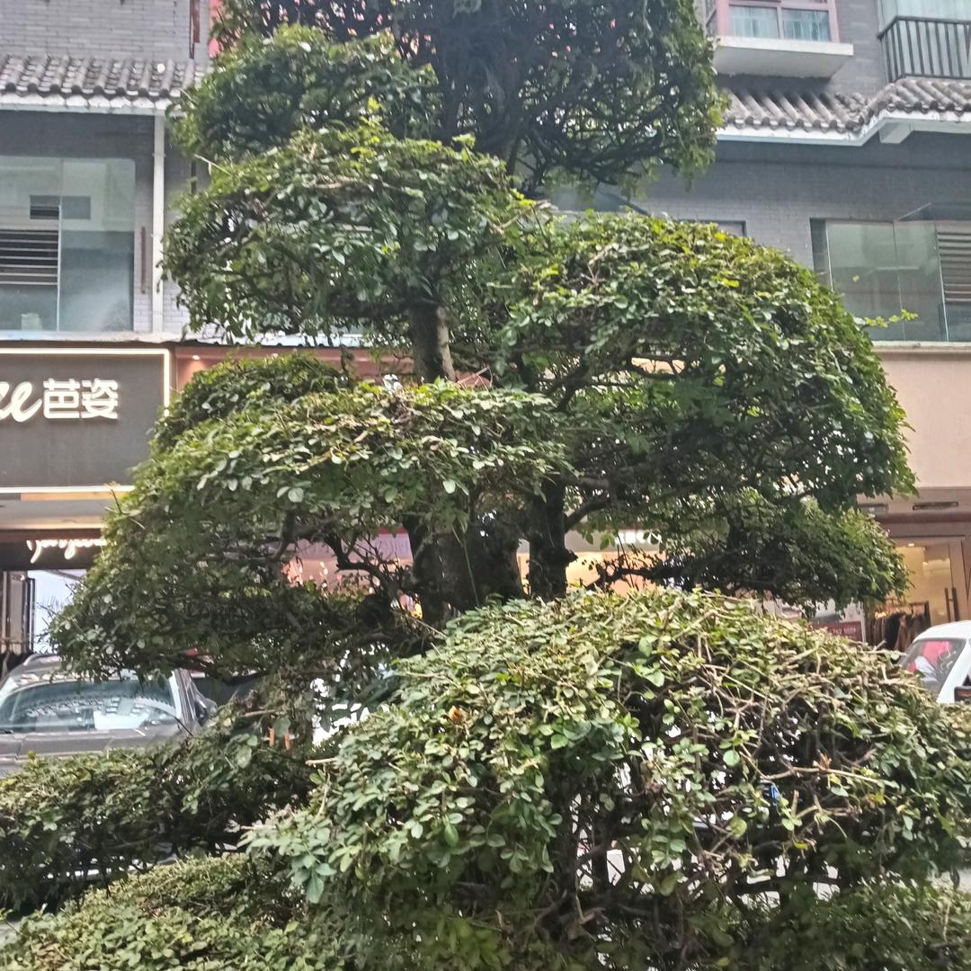 相信自己（张）