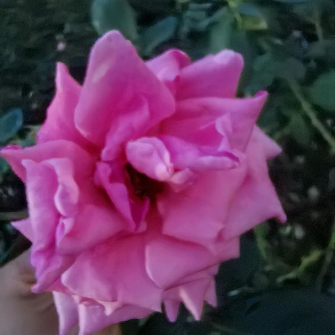 🌴，不会飞的小鸟。