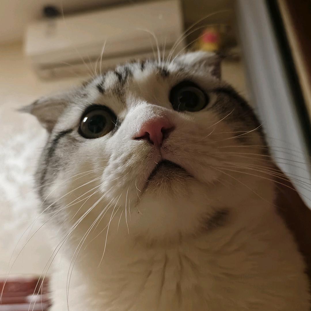 哇哈哈。