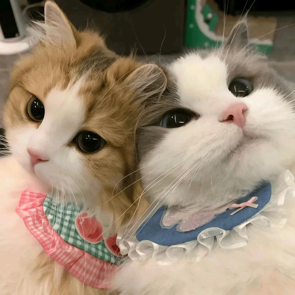 锦鲤附体(*˘︶˘*).。.:*♡