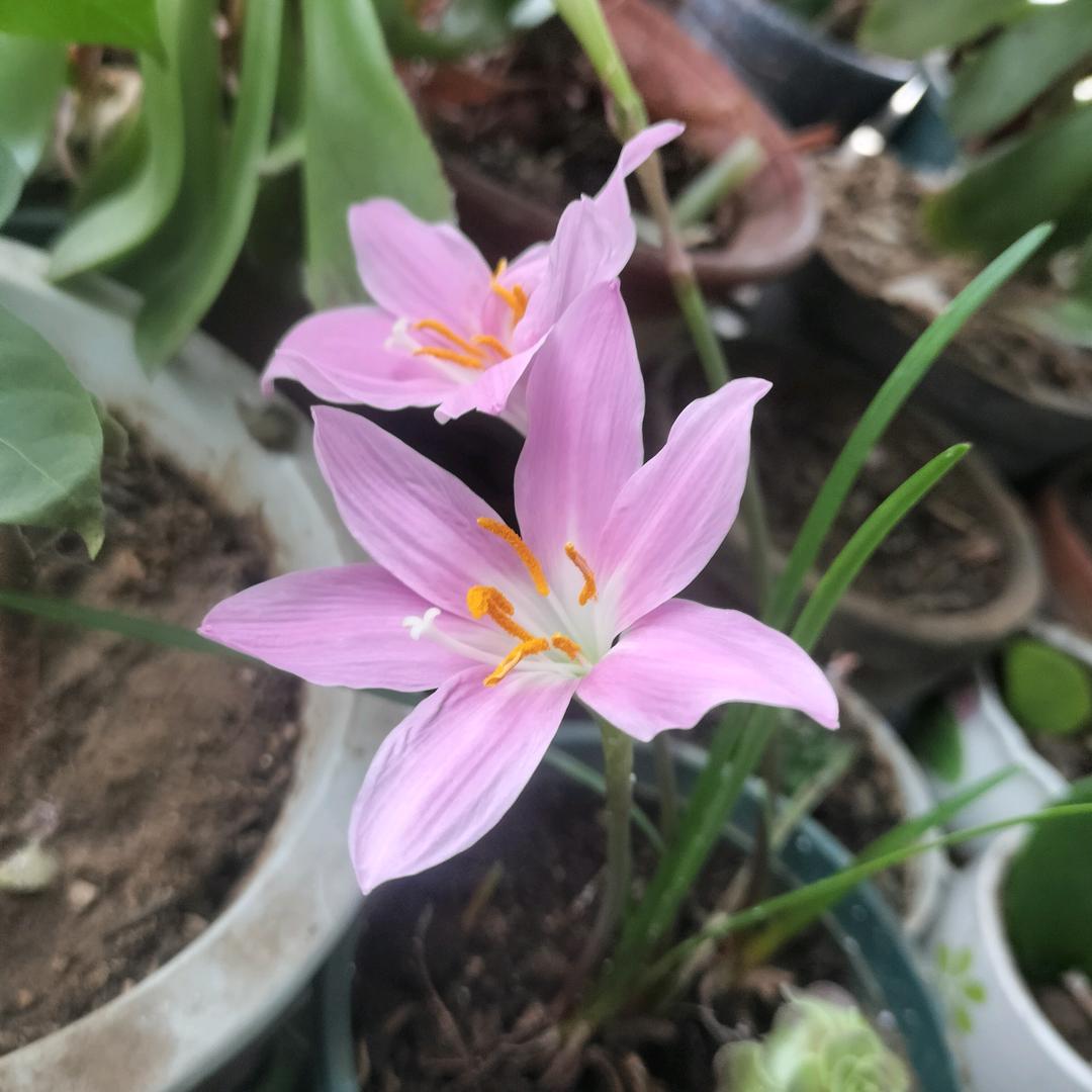 暗香碧水