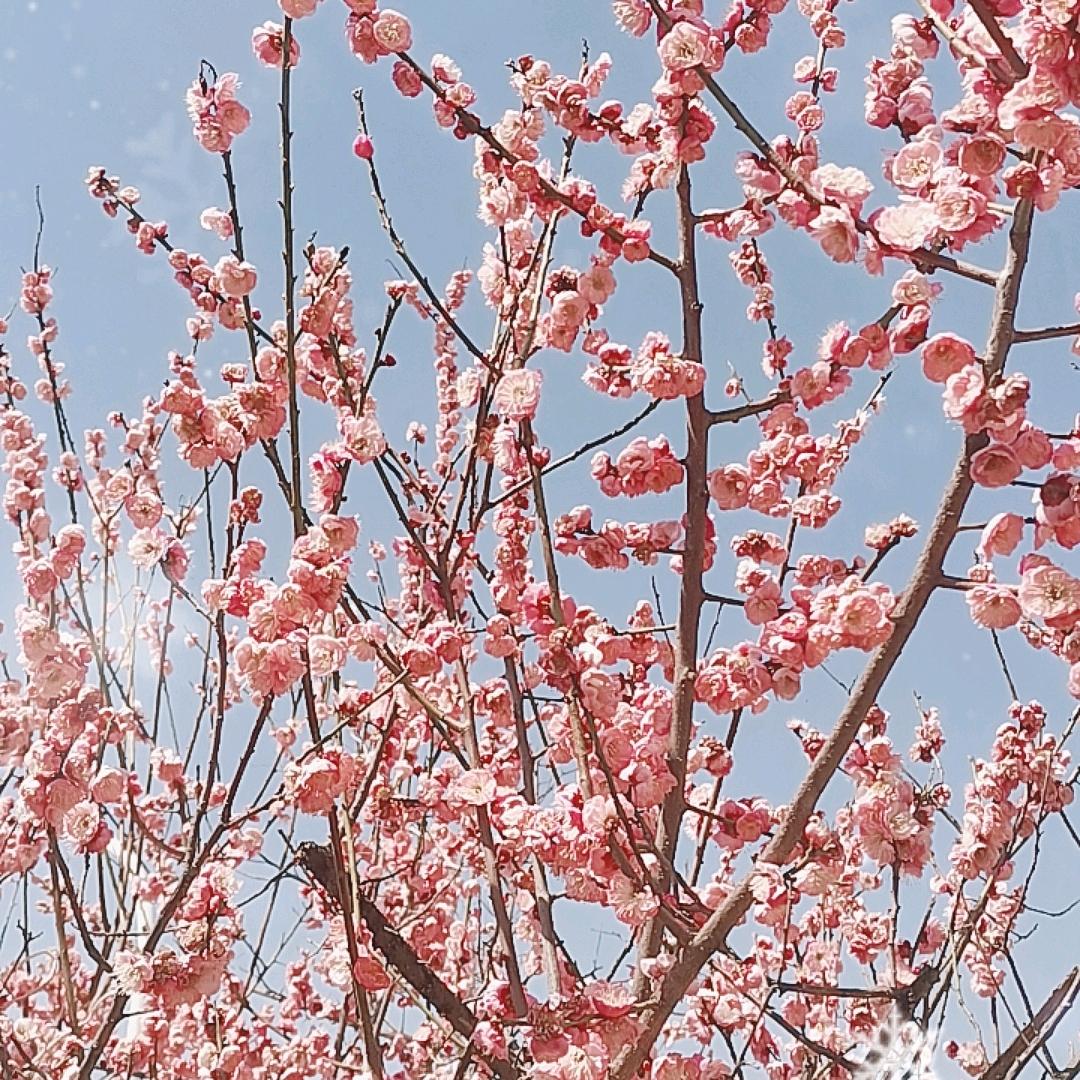 河南杨三姐