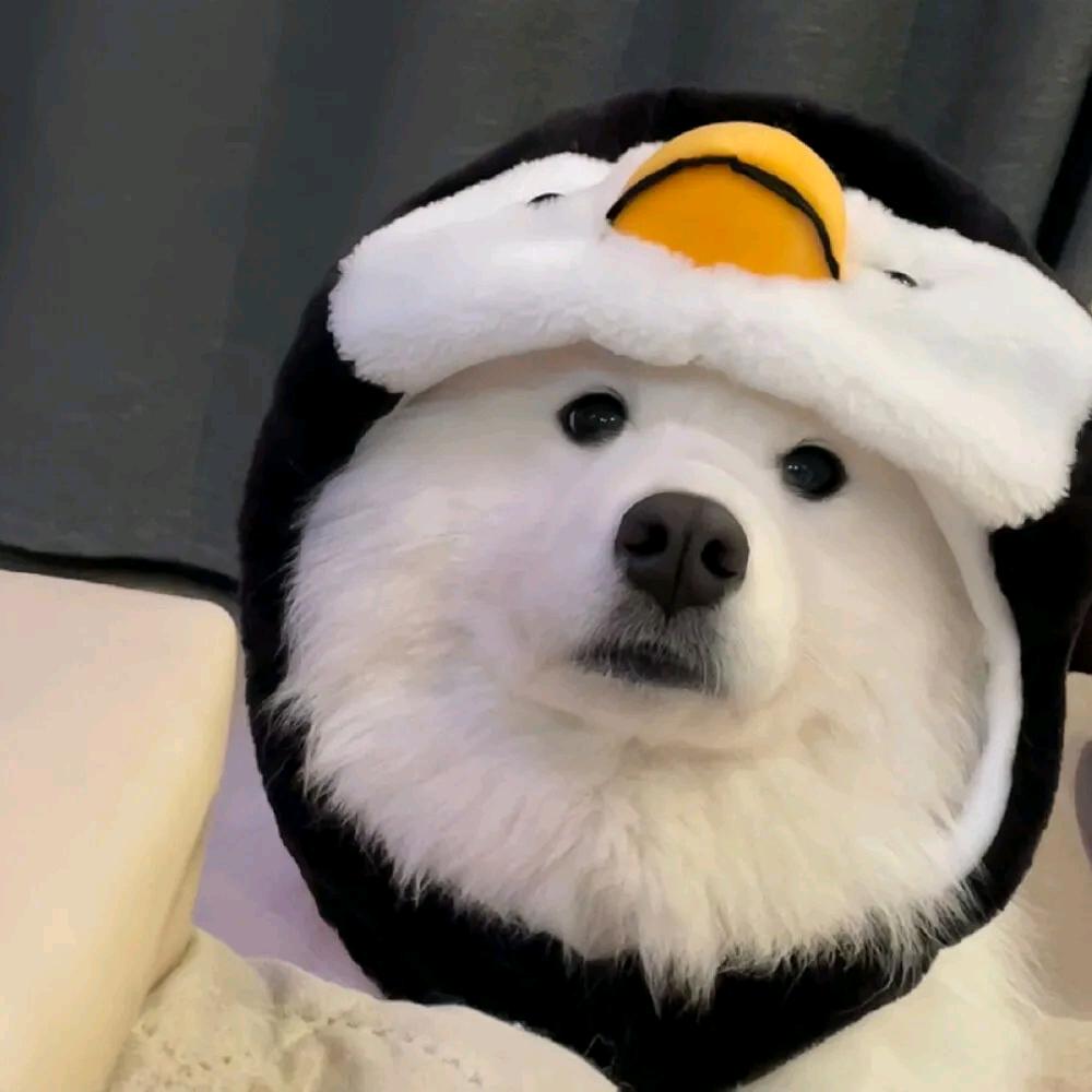 小晨的音乐日记