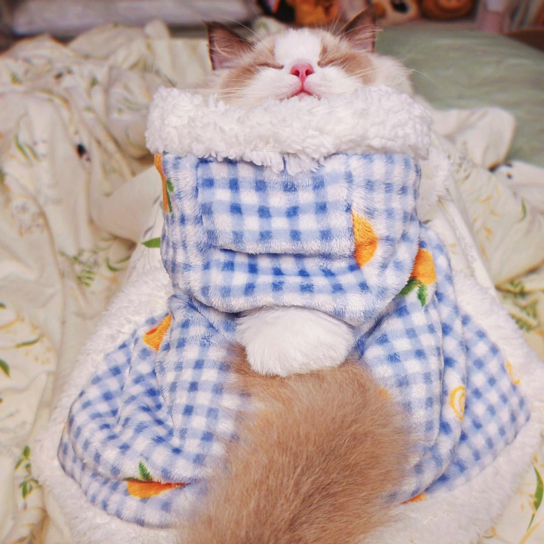 豌豆芽儿