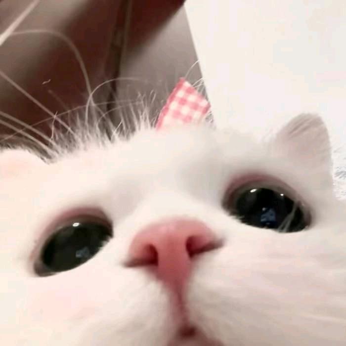 熊宝