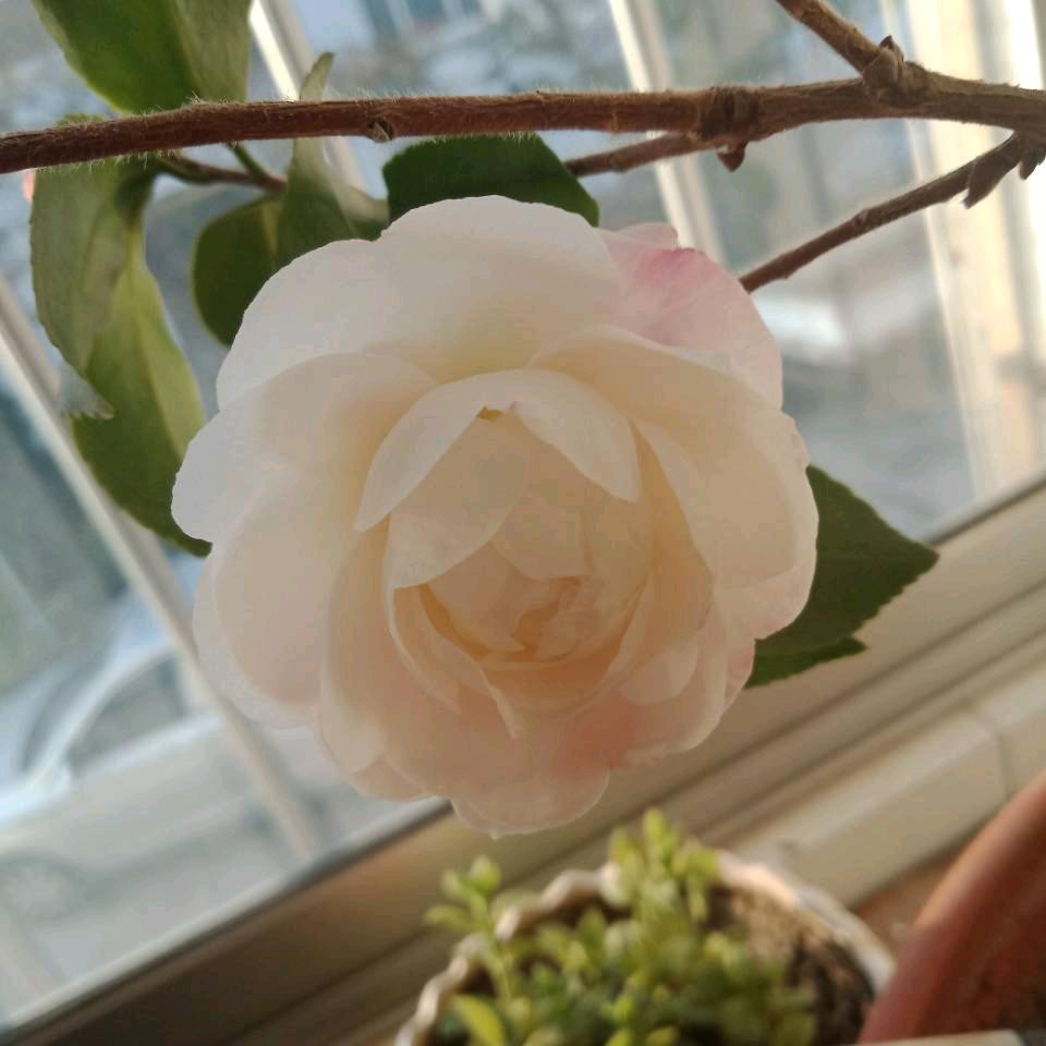 向阳花开