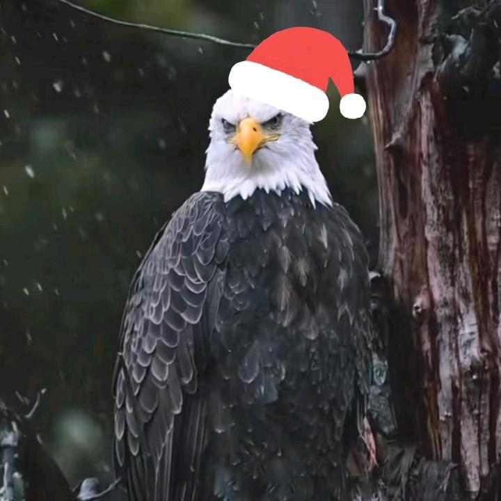 雄伟的鹰🦅