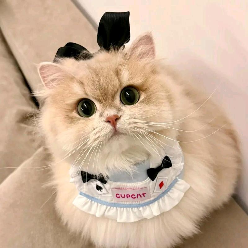 无惕【🐱】