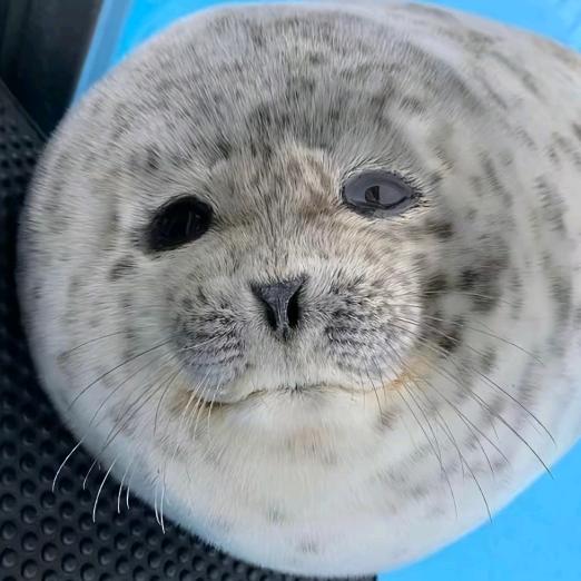 纯拧巴