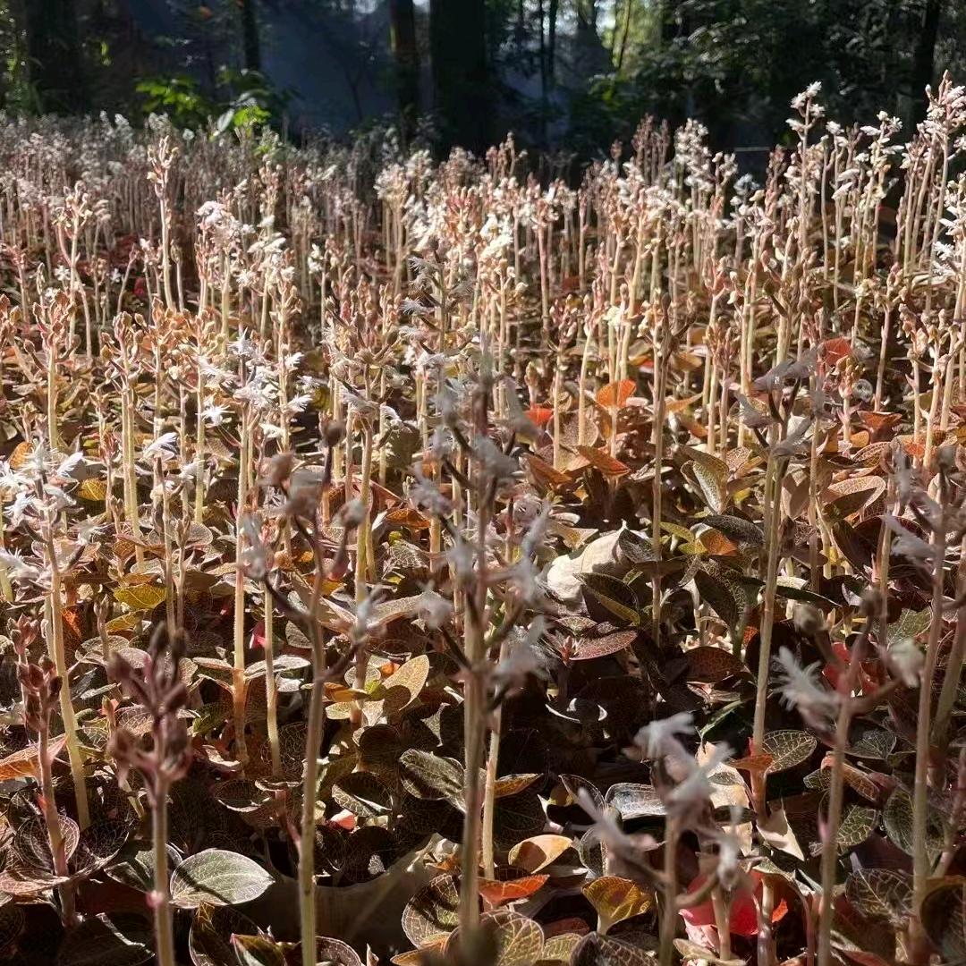 漳州南靖金线莲批发