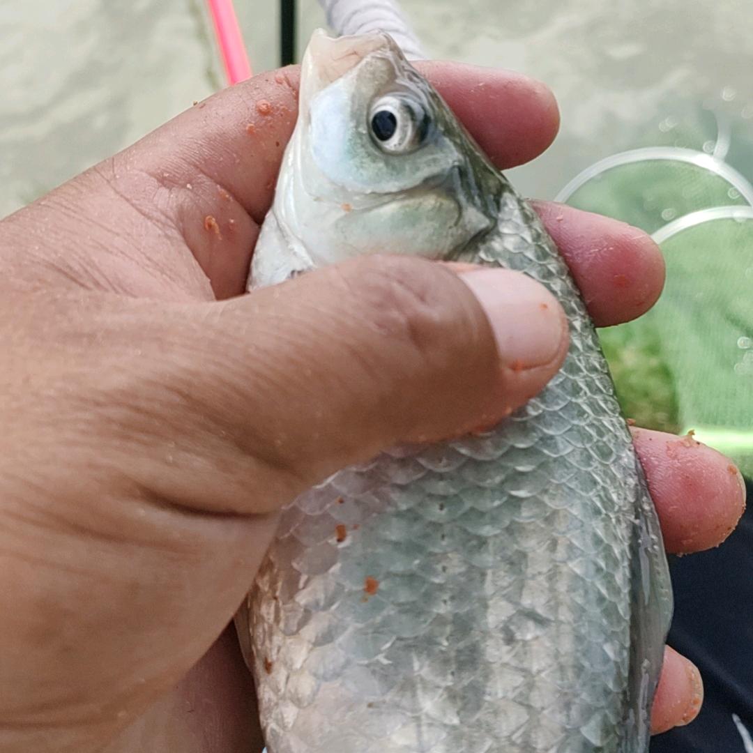 陈哥