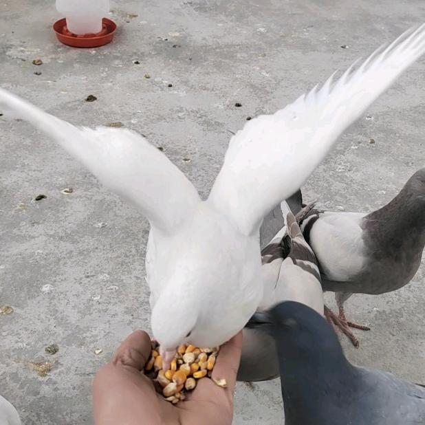 ☣以鸽🕊️谋生☣