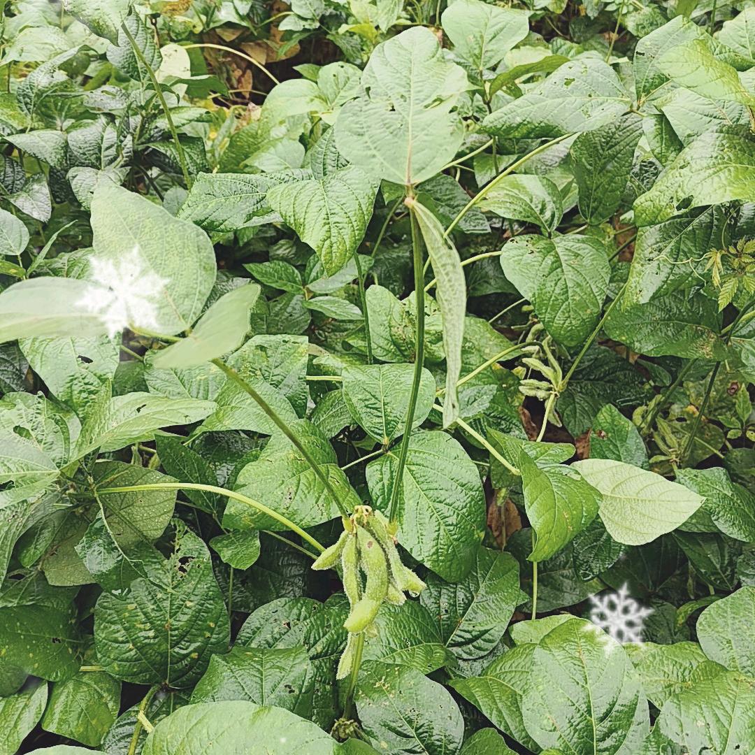 缘分～聊百草