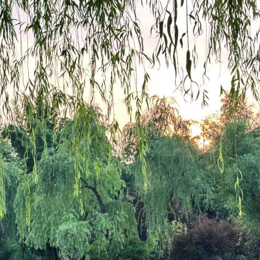 沫墨