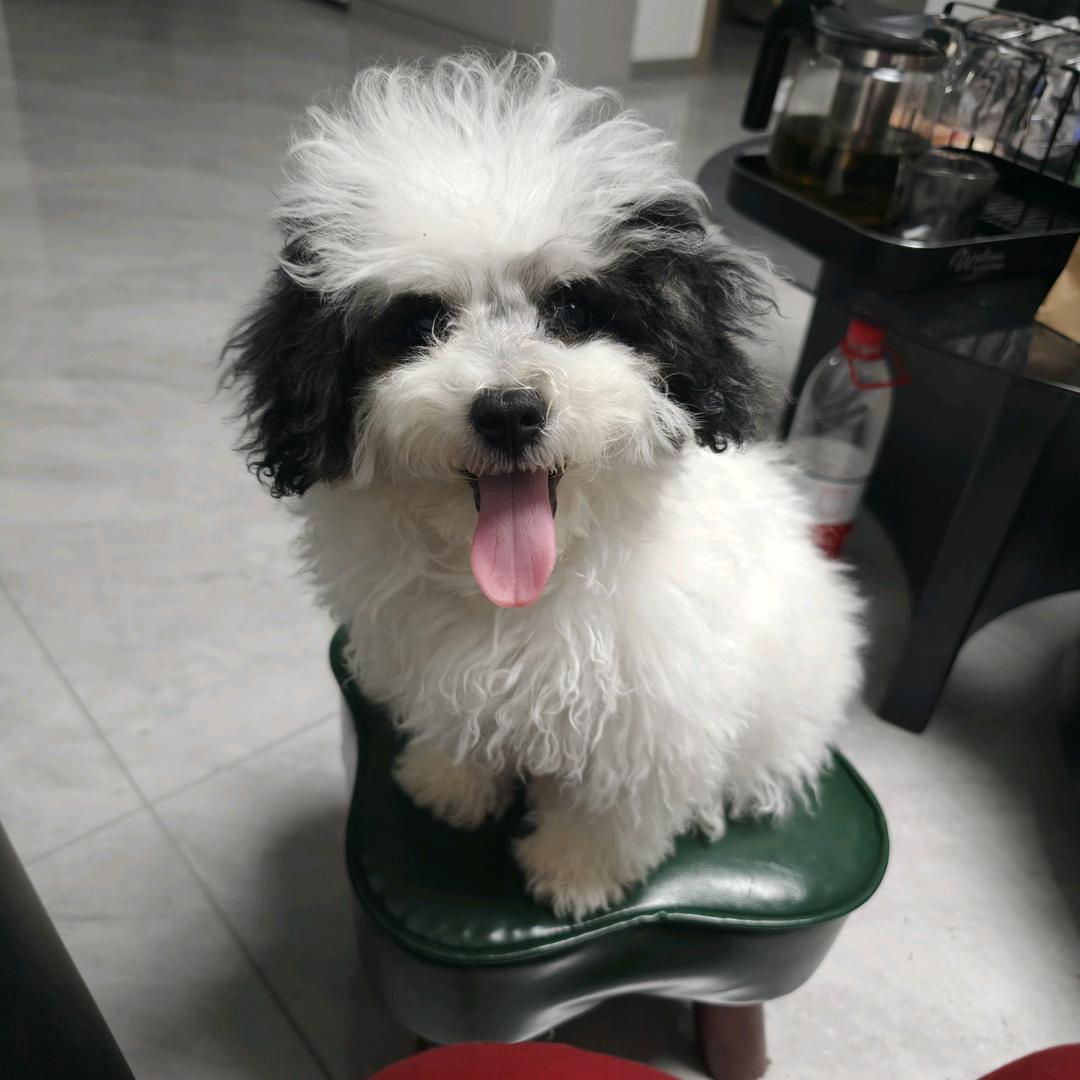 一只小松许