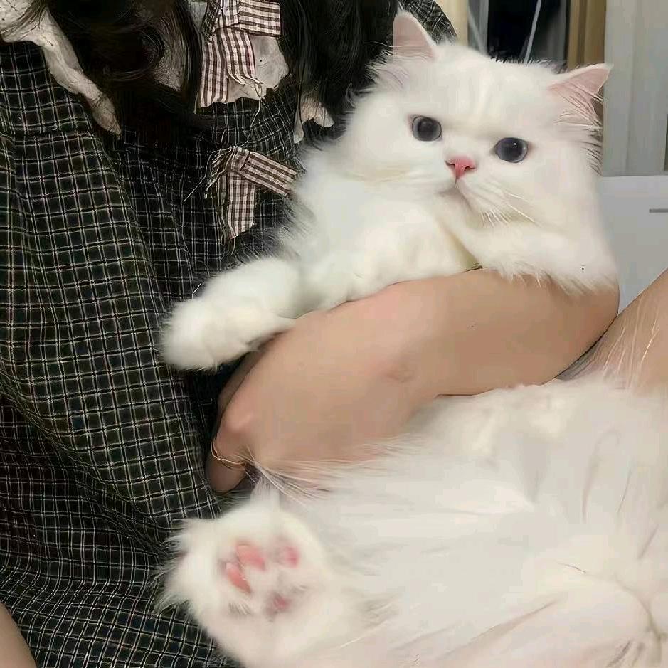 鲸落..