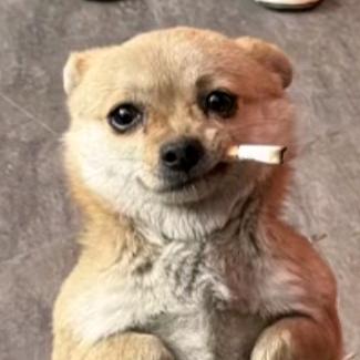 正义豆腐