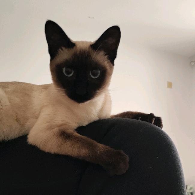 哈特不是大耗子